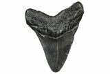 Fossil Megalodon Tooth - South Carolina #297494-1